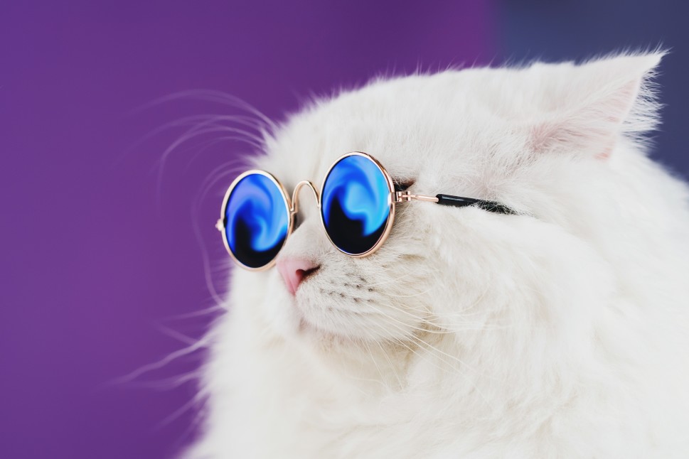 cat-fashion